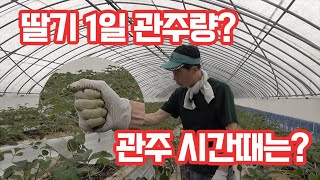 딸기 양액재배 1일 관주량과 관주 시작 시간과 끝나느…