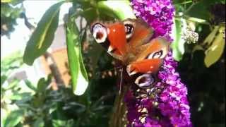 The Clarks Butterflies And Airplanes Inachis io - The European Peacock - Rusałka pawik