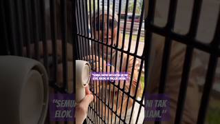 Download lagu 'SEMUA CANTIK TAPI KUCING NI TAK ELOK. KUCING NI TINGGAL DALAM.' mp3