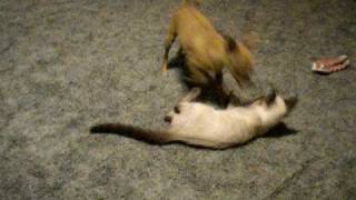 Scrappy &amp; Sammie Round 2