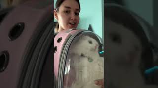 Cat backpack ?‍⬛ / Eva Miller TikTok #evamiller #tiktok #shorts #cat #backpack #ytshorts #short