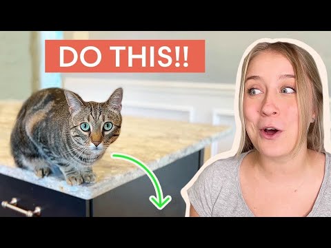 How to Keep Your Cat OFF THE COUNTER (Changing Habits!)