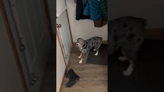 Video preview image #1 Australian Shepherd-Unknown Mix Puppy For Sale in Farmington, MN, USA