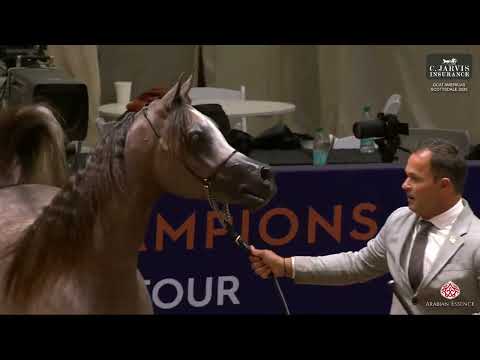 N 87 MIRO ANVIL   GCAT Americas Scottsdale 2025   Junior Colts Class 5A