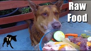 Download lagu Australian Kelpie Eating BARF Diet | Raw Feeding Vlog mp3 Download lagu Australian Kelpie Eating BARF Diet | Raw Feeding Vlog mp3