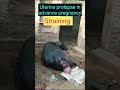 Straining L Uterine Prolapse In Buffalo L Dr Umar Khan