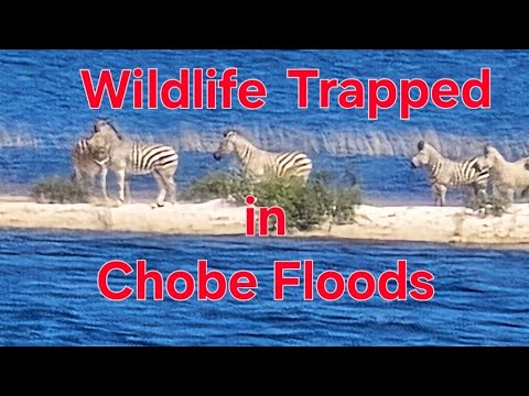 The Chobe Floodplains turn into a mini Inland-Sea