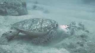 Turtle St Lucia