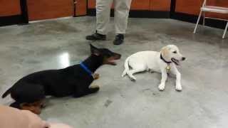 preview picture of video 'Puppy Playtime at Petsmart 1'