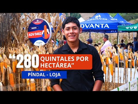 🌽280 quintales por ha. con el híbrido de maíz amarillo #ADV9462 de Farmagro