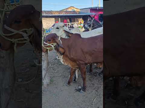 toretes en el tiangue de San Rafael Cedros Cuscatlán