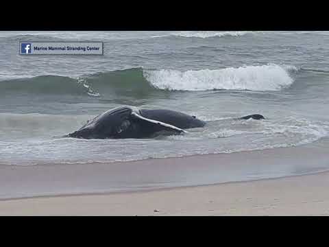 NJ Whale on Beach