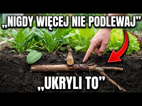 „Leniwy” ogród, który sam się nawadnia przez 20 lat — dlaczego o nim zapomnieliśmy?