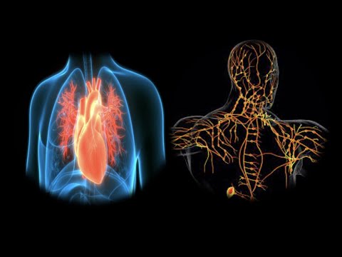 Cardiovascular System VS Lymphatic System || Mrs. Biology