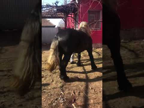 Regele Napoleon de monta !!