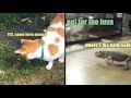 Cat Kisses Mouse