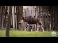 Okapi