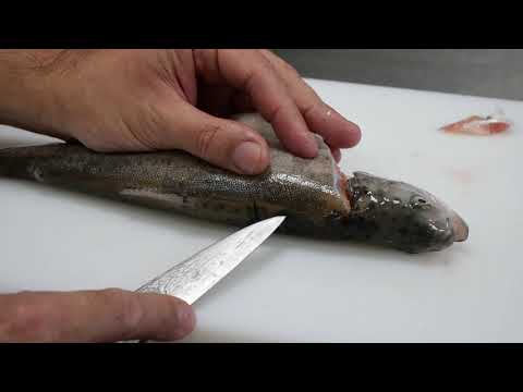 Apprendre à lever les filets d'un poisson en 5 minutes chrono !
