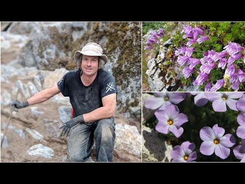 Vancouver Island Alpines: Paul Spriggs - a lecture for the Alpine Garden Society