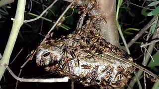 Cân cảnh tổ ong kỳ lạ quá