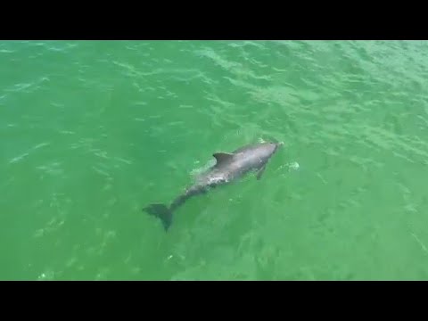 We Saw A Dolphin At Pier 60 Clearwater Beach