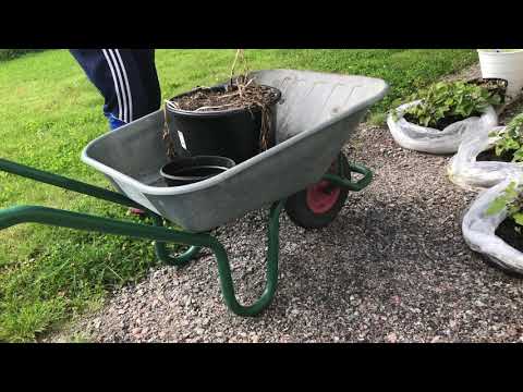 Another potato harvest! Potatisskörd King Edward
