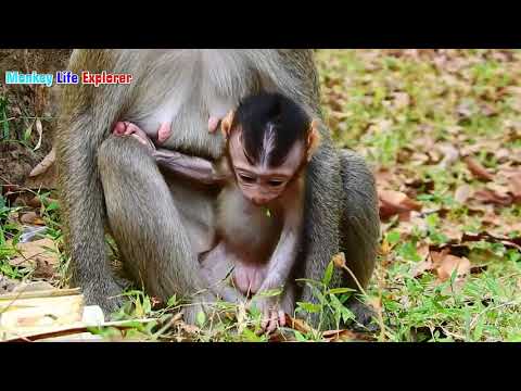 Very Good Baby Monkey Astra Try Hard To Get Milk