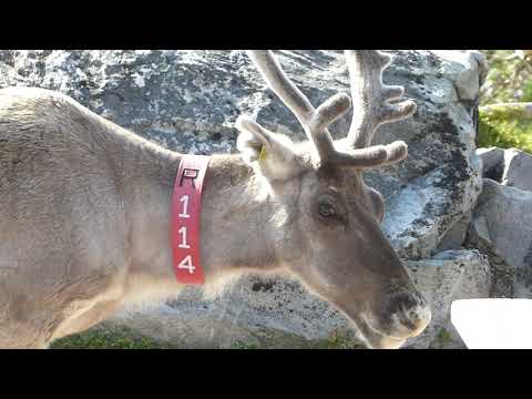 Sex Veckor i ROGENFJÄLLEN 2020 - SKEDBROSTUGAN med omgivningar