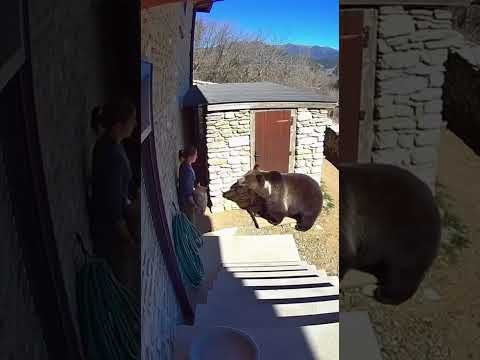 Marsican Brown Bear Returns and Pins Woman by Generator Shed #brownbear