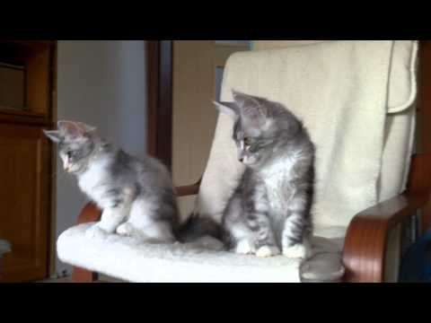 Laplynx Mimikri ,MotoMoto & Nutella