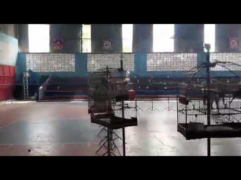 Roda de bicudo fibra em Glória do goitá PE