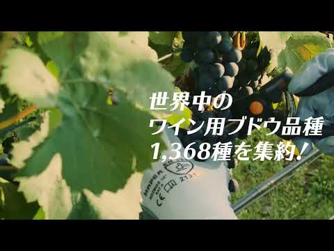, title : 'ソムリエ・ワイン界称賛！『ワイン用 葡萄品種大事典』PV'