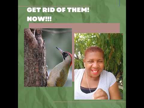 Kill the woodpeckers that bore holes in  the sideboards @gardenconversationswithroz7356