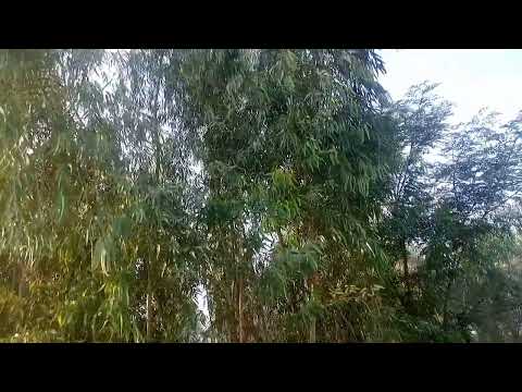 December 11, 2025@naeem-h5w@naeem-h5w#naeemofficial #nature 