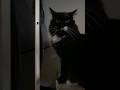 Cute Tuxedo Cat Eats Lobster Treat