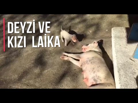 DOGO ARGENTİNO PABLONUN KIZI LAİKA SAĞLIKLI Bİ ŞEKİLDE BÜYÜMEYE DEVAM EDİYOR