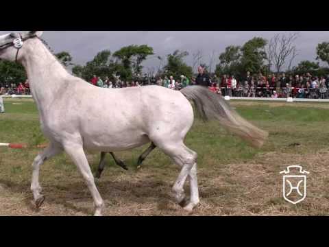 NF288 Hengstfohlen von Nekton - Corrado I - Cassini I
