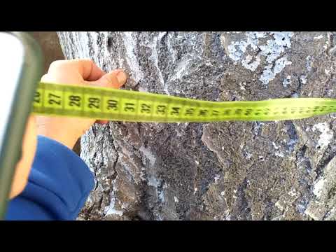 Павловния 2,20 в обхвате, 10-12 лет 2 января 2021 г.