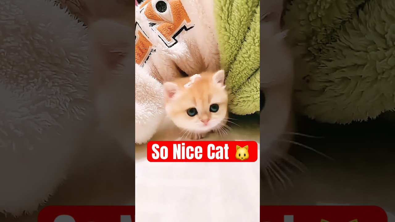 gently healed by a baby kitten😻🙀#shorts #viral #cat #trending #pets #youtubeshorts #cute