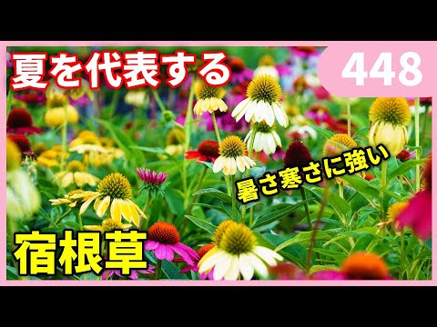 エキナセアの育て方 自家播種移植