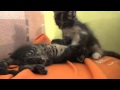 Война миров - кот и кошка. Котята Мейн кун брат и сестра играют 