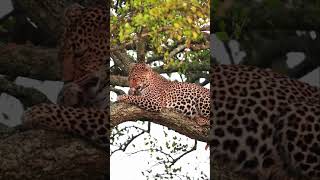 Leopards are the strongest tree climbers among the big cats
