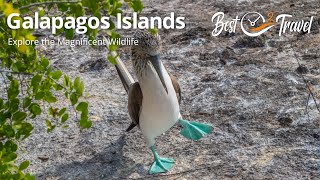 Galapagos Islands on a Budget - Tips - Animals and Best Time