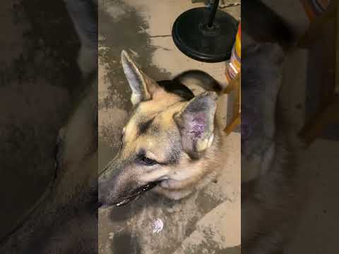 Toby, an adoptable German Shepherd Dog in Greeneville, TN_image-1