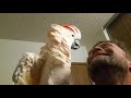 Cockatoo epic freakout (warning fowl language)