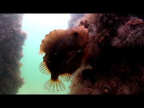 Seehase in der Ostsee