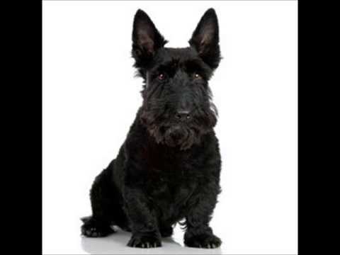 Scottish Terrier