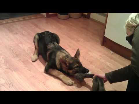 Kustmarken's Varga 08.01.2012