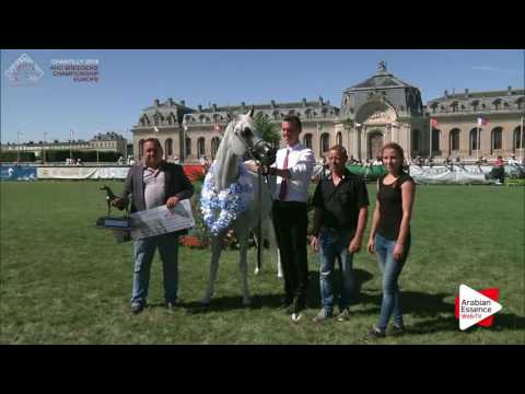 SILVER - N.47 AL INAYA - Chantilly 2016 ABCE - Mares Championship (Class 13)