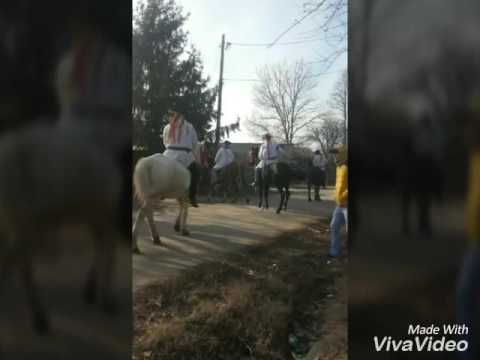 Caii din Vadu-Lat ( pluguşorul 2017 )